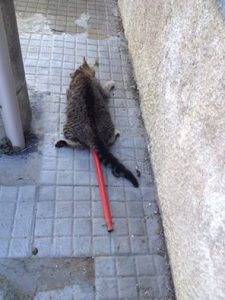 gatto impalato