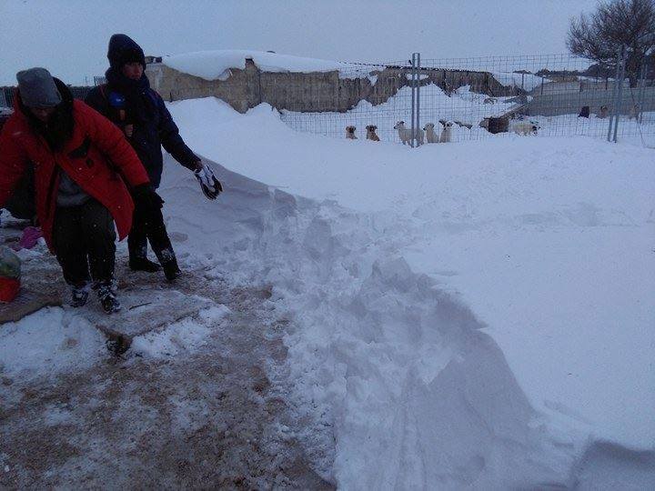 Taranto – Emergenza neve, l'appello dell' ANTA: “Aiutateci a salvare ... - Puglia Press (Comunicati Stampa)
