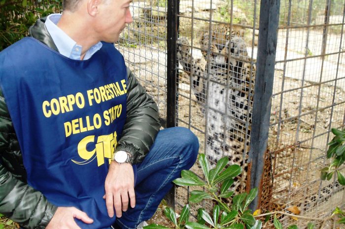 Leopardi, civette, gufi e poiane sequestrate a Brindisi