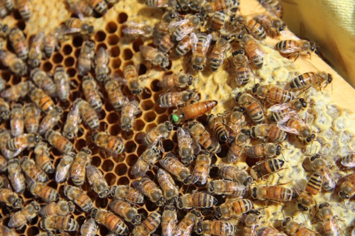 La siccità e il maltempo hanno tagliato di oltre il 35% la produzione di miele in Puglia