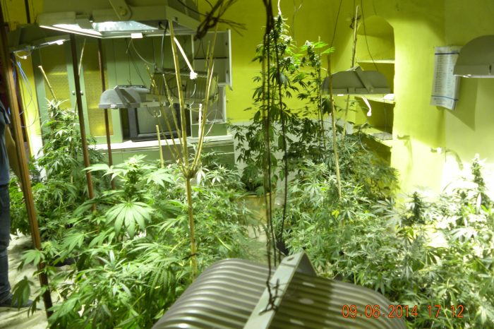 Una serra casalinga per la marijuana scoperta a Canosa