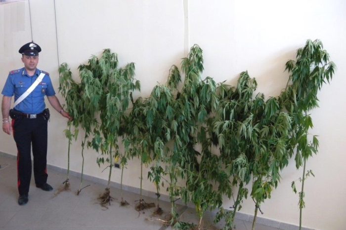 Pensionato con l'hobby della coltivazione di marijuana a Massafra