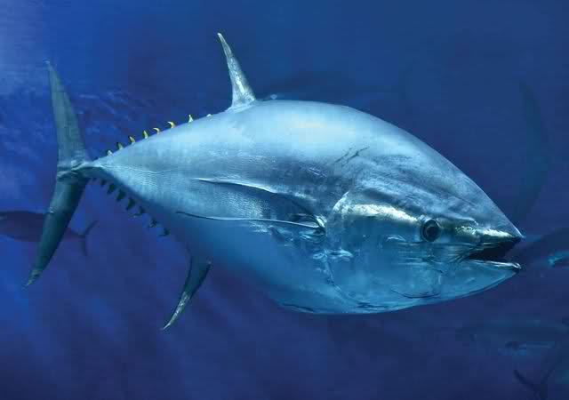 Chiusa la pesca sportiva del tonno rosso