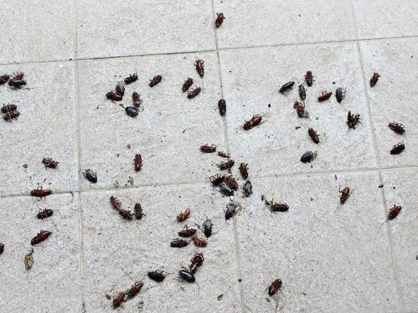 Gli abitanti della Città Vecchia: "Qui ci sono gli scarafaggi"
