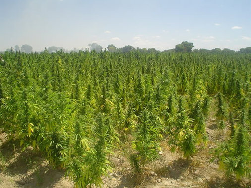 Brindisi- Scoperta una piantagione di marijuana nella zona industriale. Denunciato un 42enne