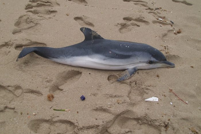 Torre Ovo: Trovato delfino morto sulla spiaggia delle "Villette"