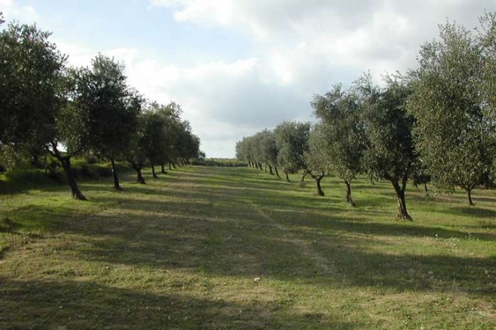 Lecce - L'agricoltura salentina si arricchisce sempre più dei giovani