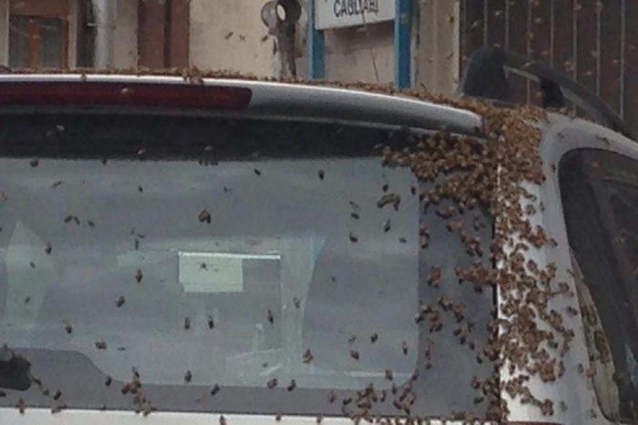Sciame di api tra via Dante e via Cagliari