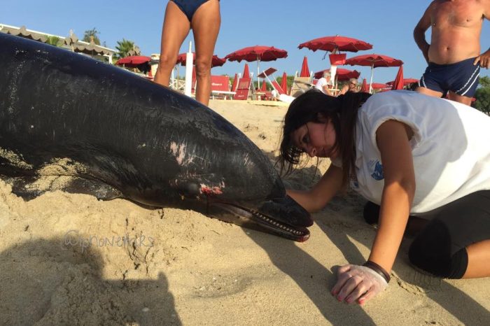 Taranto - Le reti illegali uccidono nel Mar Grande un esemplare di delfino.
