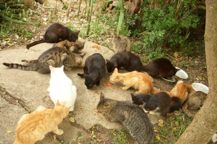 Taranto - Avvelenati 15 gatti al rione Salinella