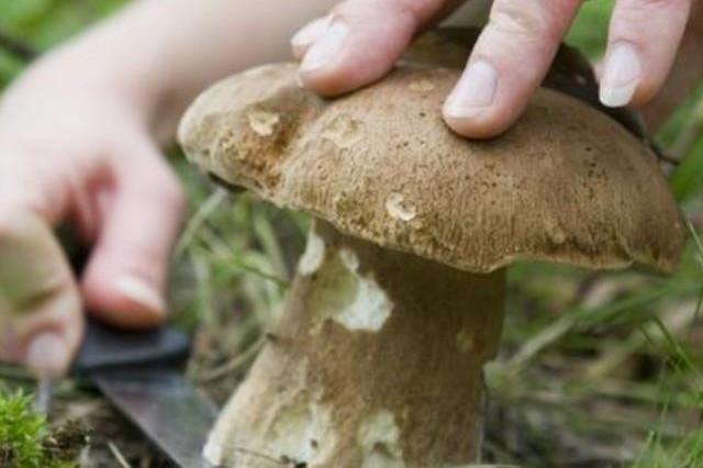 Foggia - Attivati a breve i corsi per il riconoscimento dei funghi