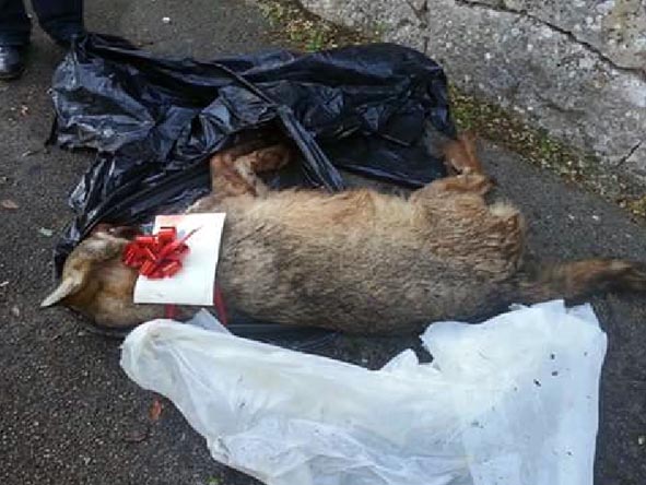 Bari - Ritrovato lupo morto con tanto di fiocco rosso e auguri di Buon Natale