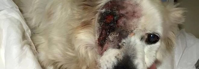 Lecce - Cane maltrattato con l'acido, la rete si mobilita e gli salva la vita