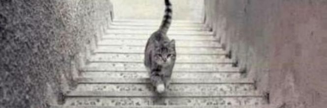 Il gatto sale o scende? L'ultima illusione ottica ​che fa impazzire il web |GUARDA LA FOTO