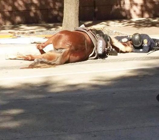 “Questo è l'amore: un poliziotto si è sdraiato accanto al suo cavallo morente, mentre esalava l'ultimo respiro"