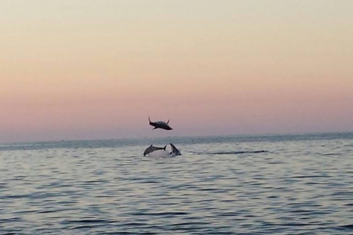 Taranto – Centro Euromediterraneo dei due mari e dei delfini: di che si tratta e dove sorgerà.
