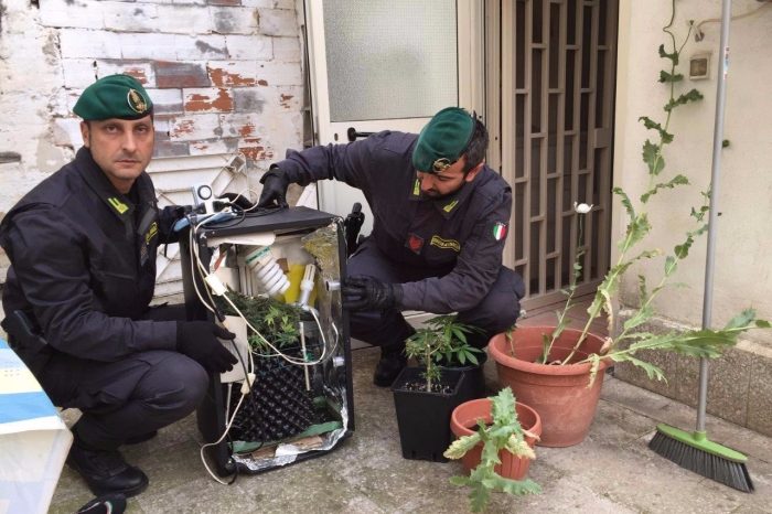 Bari - Trovata una "serra di marijuana" in un appartamento di studenti