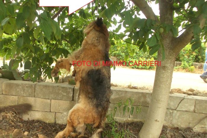 Taranto – Orrore nelle campagne di Fragagnano: trovato un cane impiccato | FOTO e VIDEO