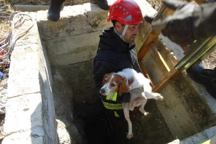 Taranto – Il cane cade nel pozzo, i Vigili del Fuoco lo salvano |FOTO