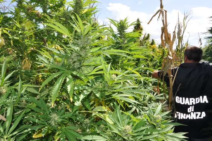 Brindisi- Scoperta piantagione di marijuana in località Restinco. Una denuncia.