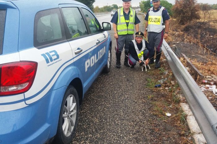 Taranto - Tremante ed impaurito: cucciolo legato al guardrail, salvato dalla Polizia Stradale | FOTO
