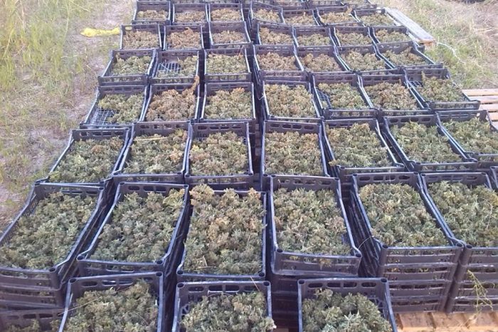Foggia- Ordona, scoperta maxi piantagione di marijuana.