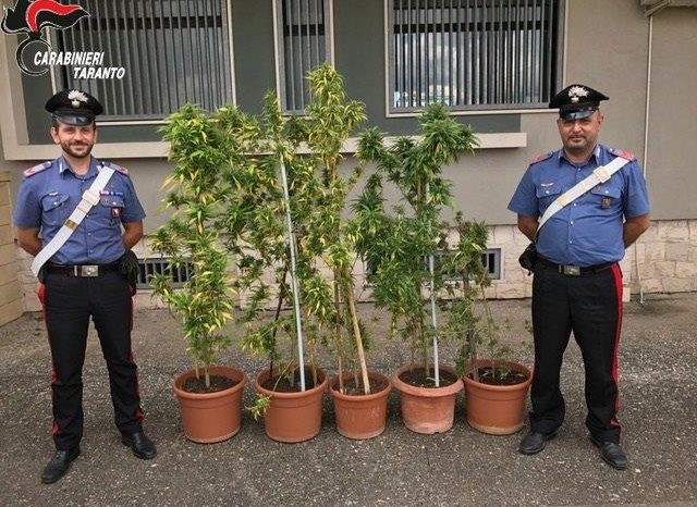 Taranto - I Carabinieri trovano piante di canapa in un terreno abbandonato. Partono le indagini.