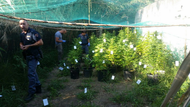 Brindisi- Scoperta piantagione di marijuana. Sequestrata mezza tonnellata di droga.
