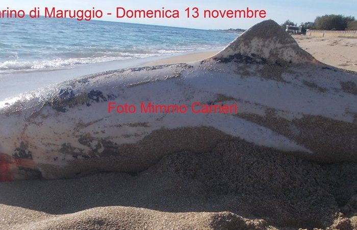 Taranto - Rinvenuta carcassa di un delfino di notevoli dimensioni
