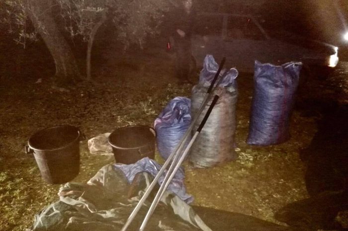 Bari - Bitonto: Furti di olive, due arresti grazie all'attività de “La Vigile Rurale”
