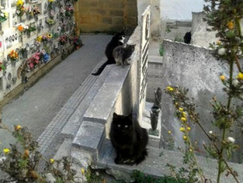 Brindisi- Sopralluogo nella colonia felina del cimitero con assessore, Asl e polizia municipale