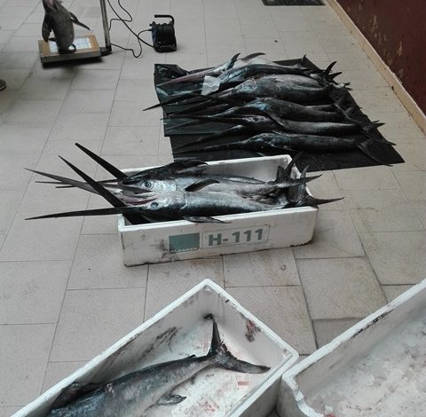 Pesce non tracciato a Savelletri