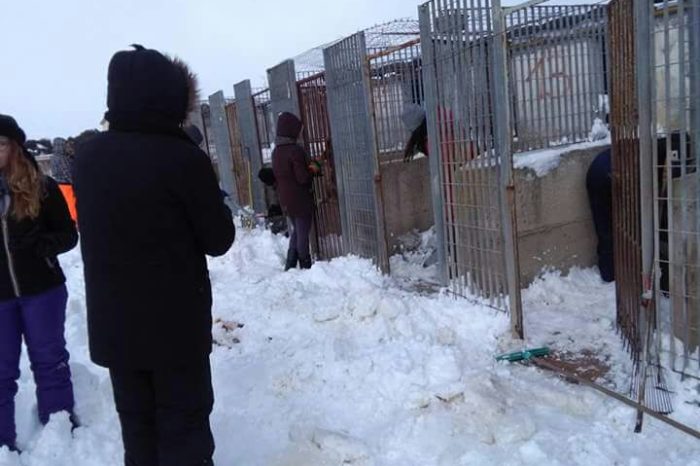 Taranto - Quasi 300 cani rischiano per il gelo. Esercito, volontari e Carabinieri liberano la strada dalla neve