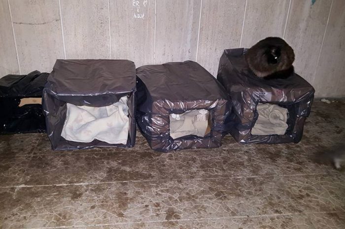 Taranto - Parte la raccolta di cibo e materiale per cani e gatti al gelo