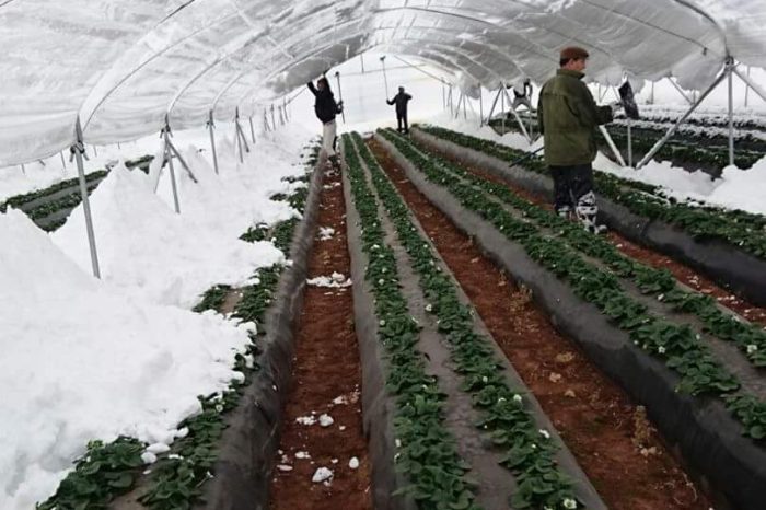 Emergenza neve in Puglia. CIA Puglia chiede lo stato di calamità per l'eccezionale ondata di maltempo