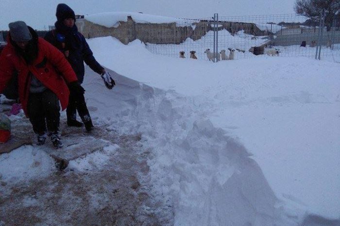 Taranto – Emergenza neve, l’appello dell’ ANTA: “Aiutateci a salvare gli animali, da soli non ce la facciamo”