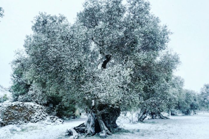 Lecce- SEGNALAZIONE/Una passeggiata sotto la neve tra gli ulivi imbiancati. LE FOTO spettacolari del tesoro della Puglia