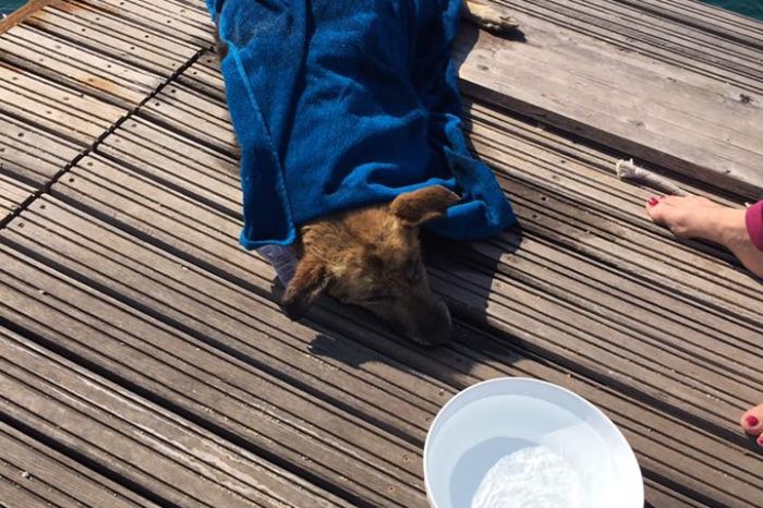 Taranto - Buttato in mare a 2 miglia dalla costa: cucciolo strappato a una terribile morte