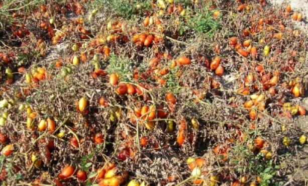 Coldiretti Puglia: "la mancanza di rovesci dopo un inverno ha già fatto scattare l’allarme siccità e incendi"