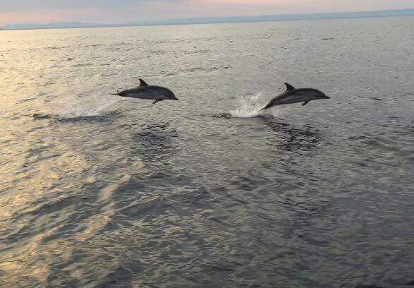 Taranto – “Quando giocano i delfini”, lo spettacolo nel mare di Taranto.