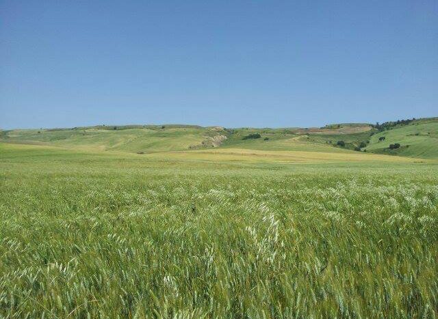 Per gli agricoltori Pugliesi la produzione del grano ha un aumento di circa 600 euro in più ad ettaro