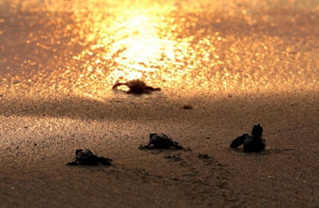 Taranto - Nati gli altri piccoli di tartaruga: i ringraziamenti del WWF.