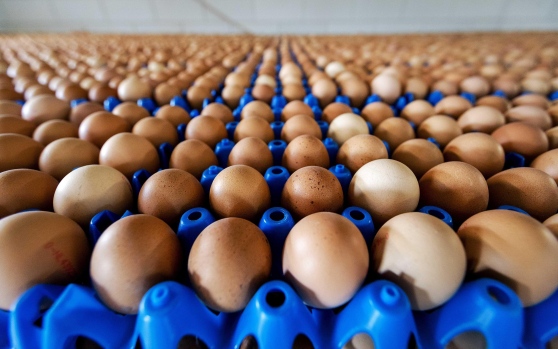 Bari - Fipronil, sequestrate uova e galline. Si teme contaminazione con l'insetticida
