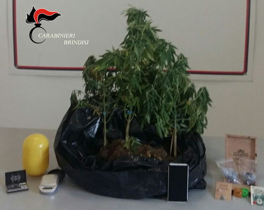 Brindisi- Operaio con la passione per il verde coltiva marijuana in casa. Arrestato