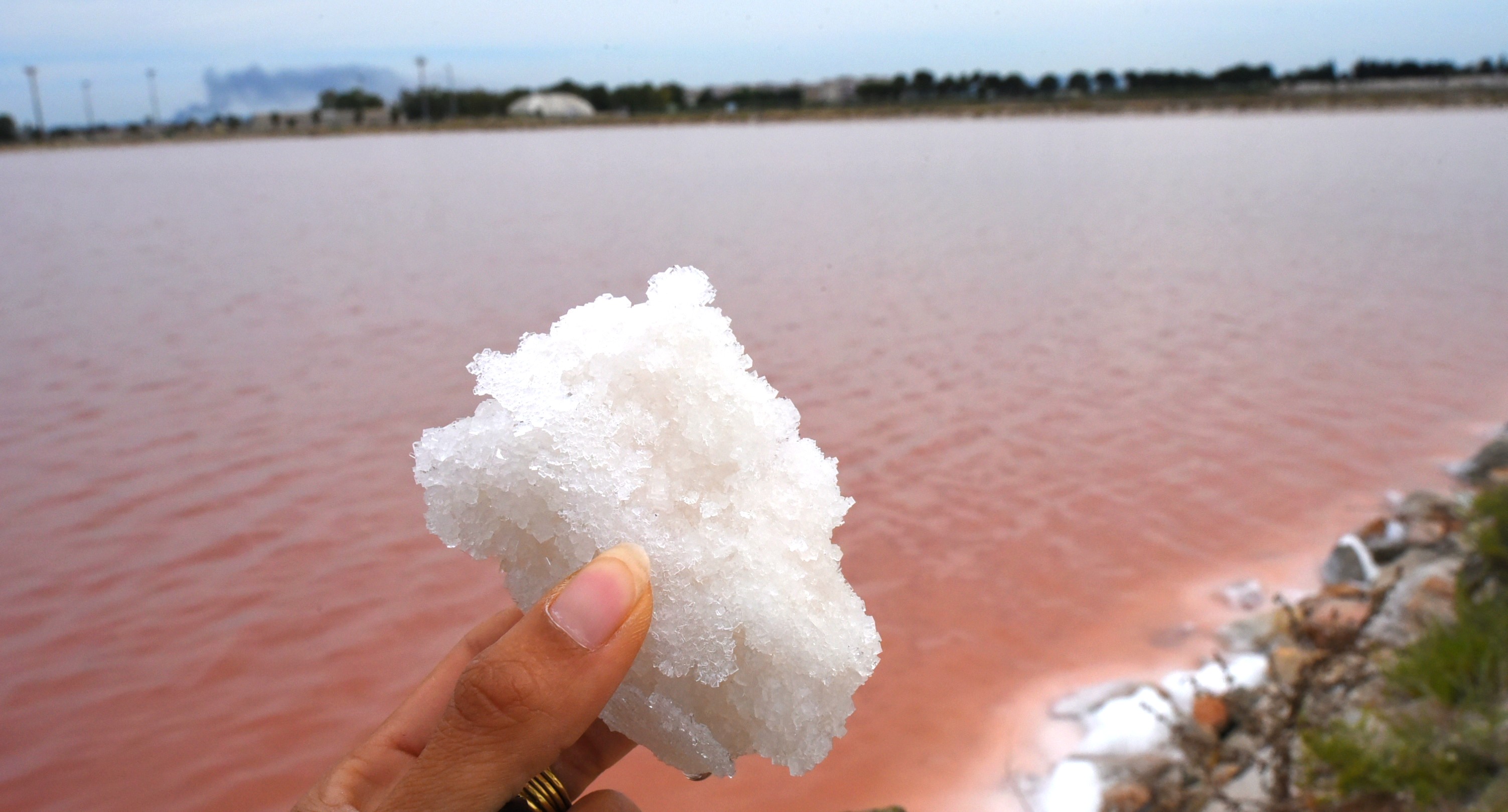 Bat Le Saline Di Margherita Di Savoia Protagoniste A Freedom Successo Per L Oro Bianco Di Puglia Pugliapress Quotidiano Online