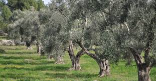 Coldiretti Puglia: "autorizzare subito gli espianti con istituzione catasto olivicolo"