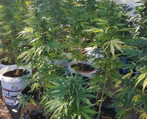 Brindisi- Sorpreso ad innaffiare piante di marijuana, arrestato 29enne