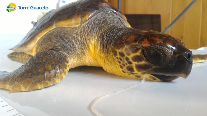 Brindisi- Cura di animali indifesi, dei ragazzi mettono in salvo una tartaruga ed il suo granchio