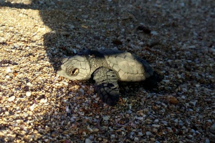 Taranto - La spettacolare nascita dei primi piccoli di tartaruga marina a Campomarino.