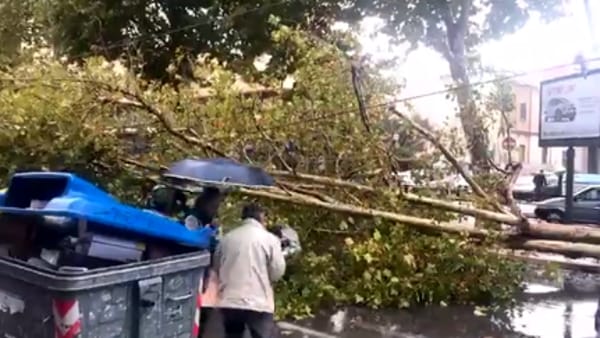 Bari - Tragedia sfiorata: albero cade su auto in corsa. Illesi mamma e figlio
